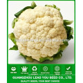 NCF36 Xiyou semillas de coliflor china para la venta, productor de semillas